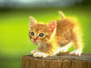 I couldn't find an image of this week's cover, so here is a picture of a kitten.